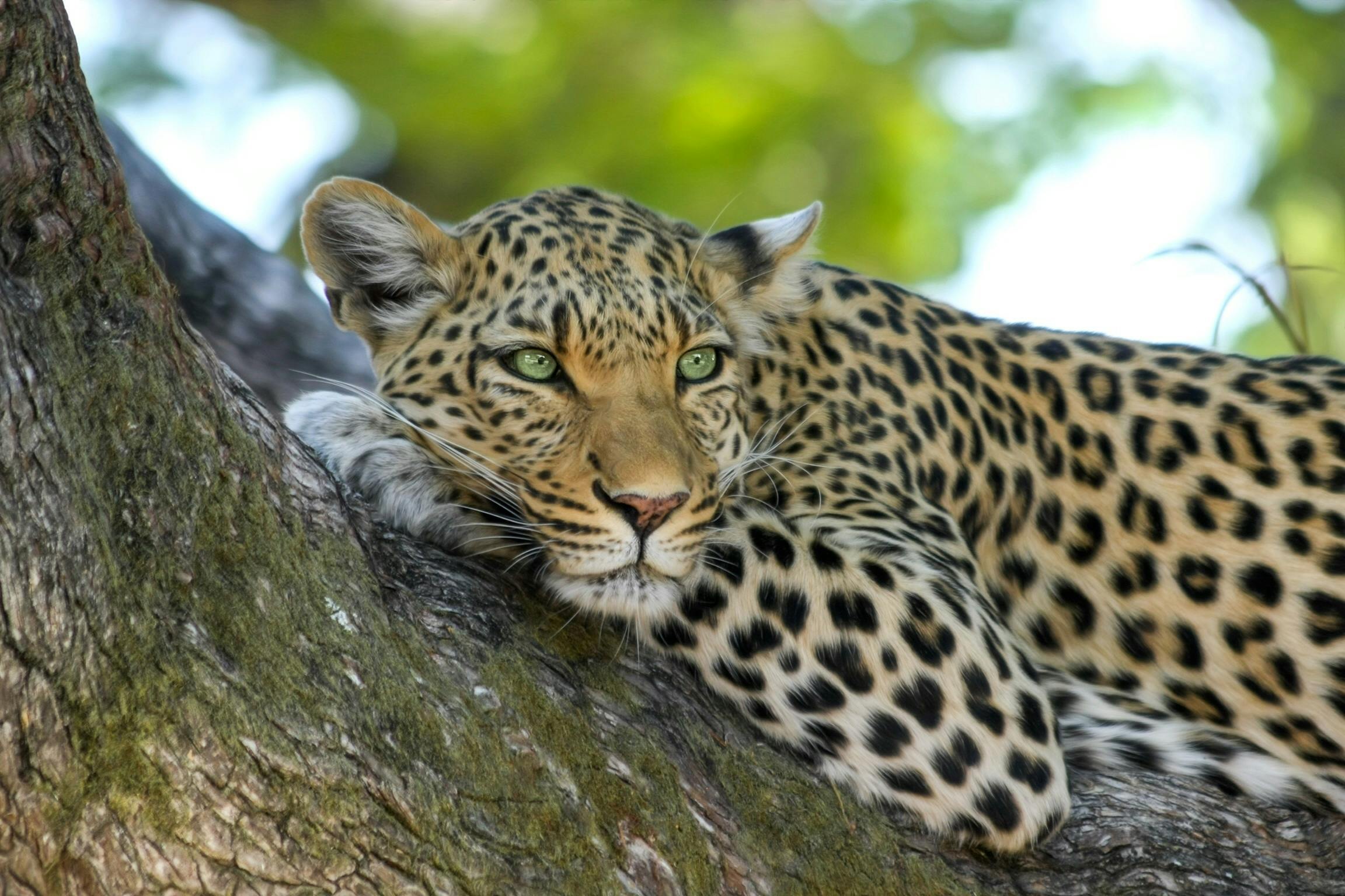 Exploring the Advanced Wildlife Sanctuaries of India