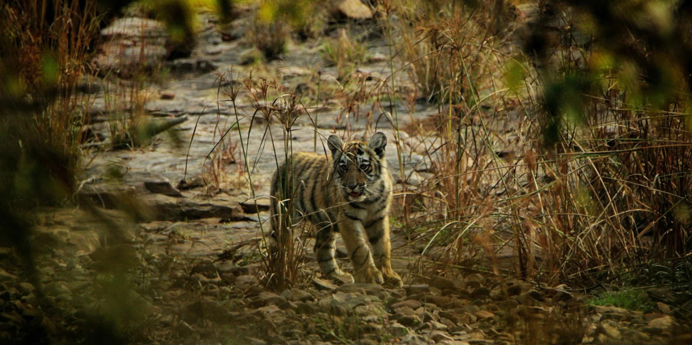 View of ranthambore city