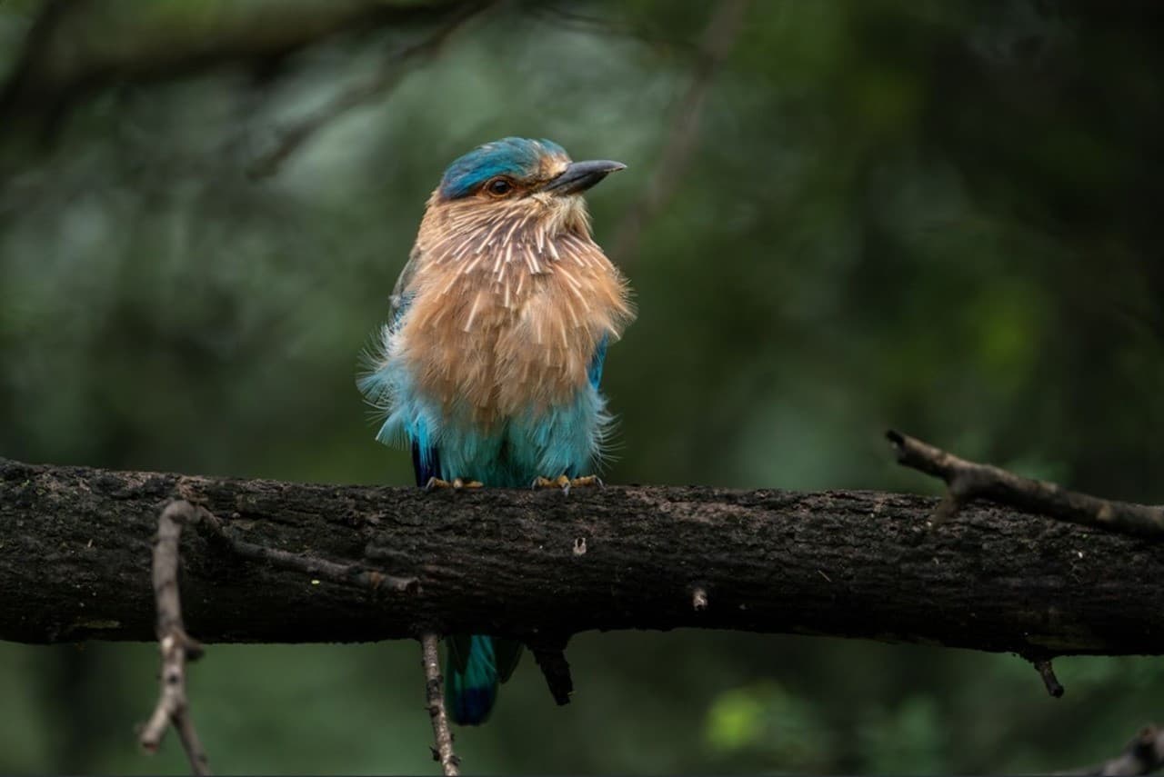 Blue Kingfisher Jhalana Safari