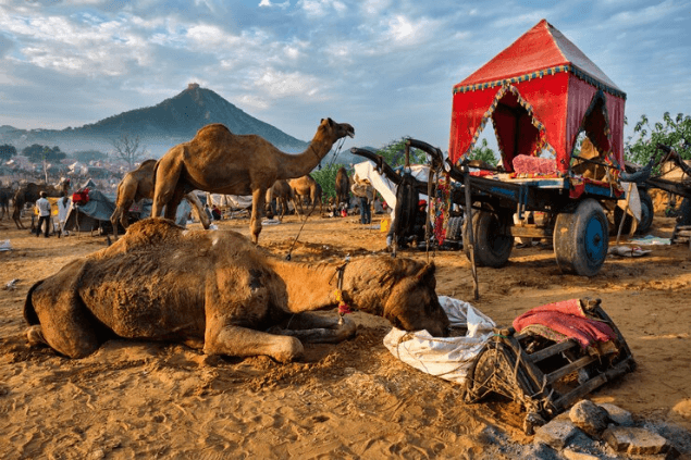 Pushkar Camel Fair