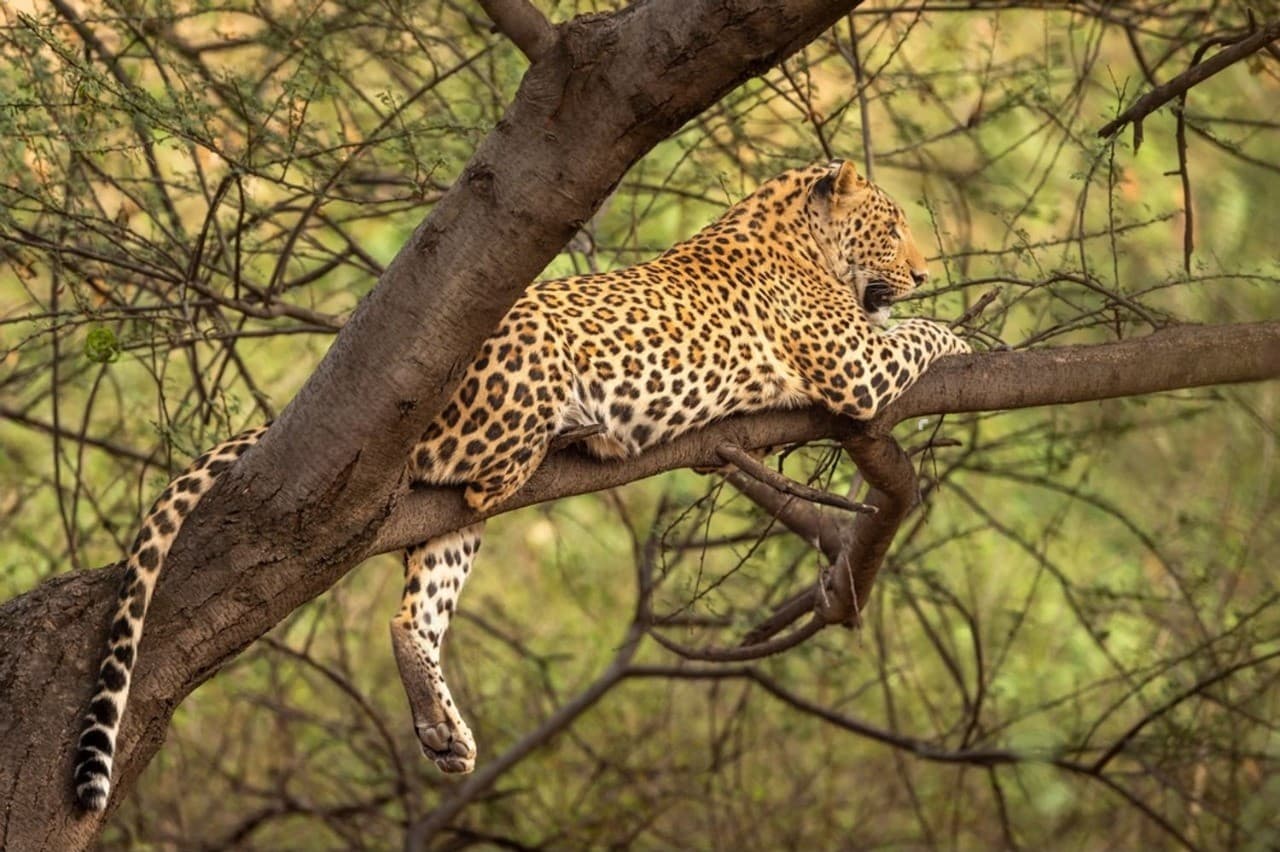 Jhalana Wild Male Leopard Jaipur