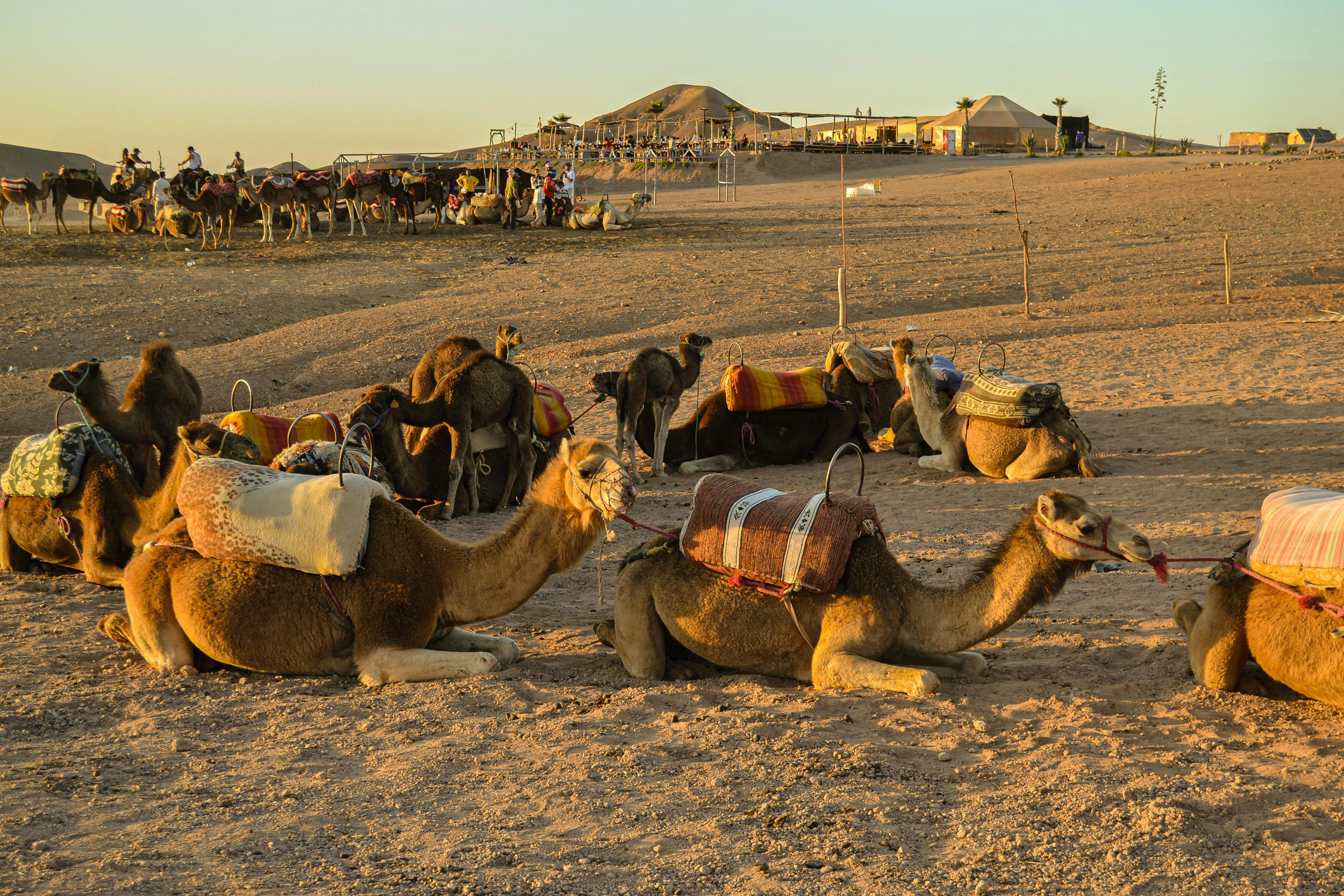 Desert Life in Rajasthan