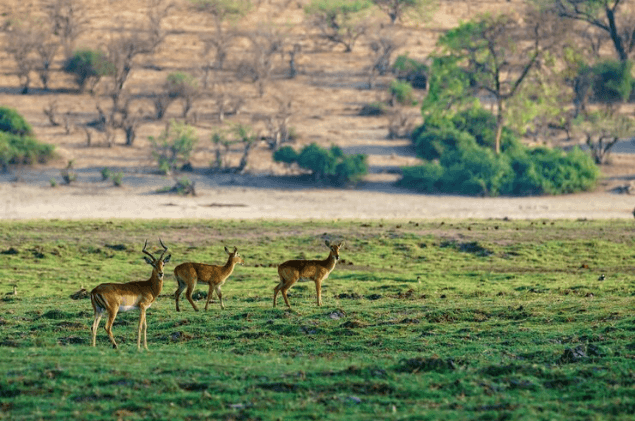 Gajner Wildlife Sanctuary