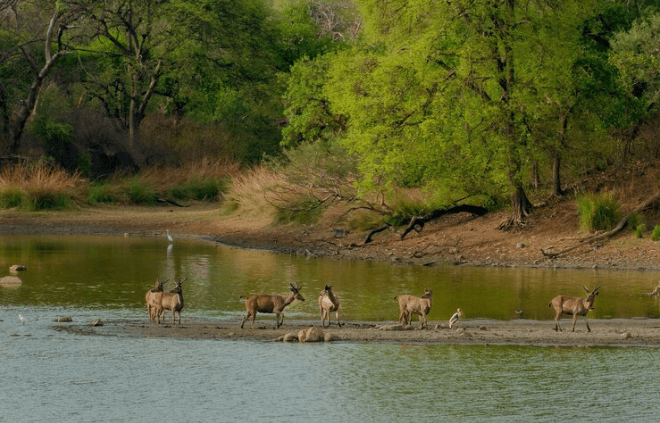 Jaisamand Wildlife Sanctuary by the Lake