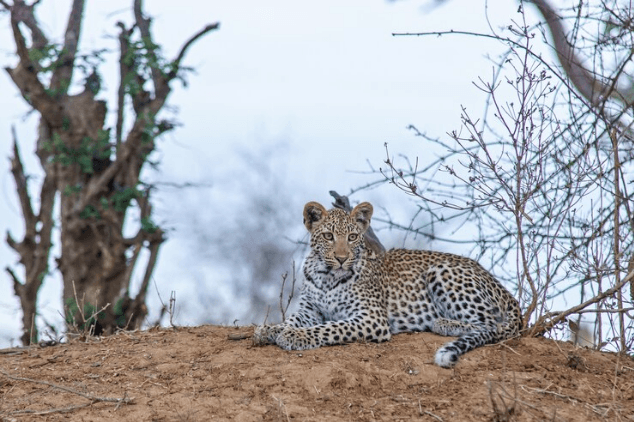 Jawai Leopard Safari