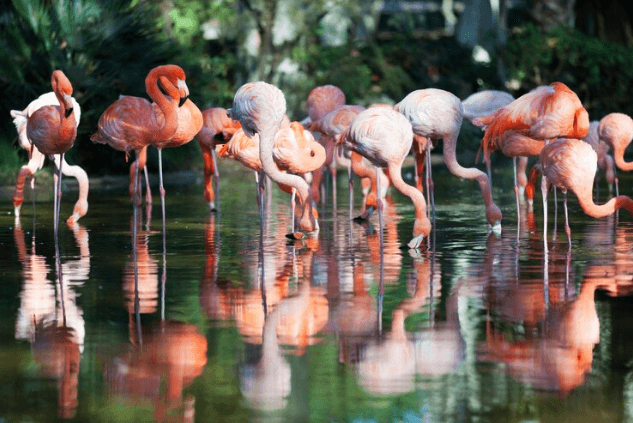 Keoladeo Ghana National Park