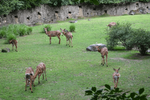 Kumbhalgarh Wildlife Sanctuary