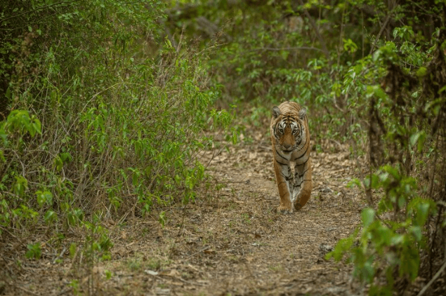 Mukundra Hills Tiger Reserve