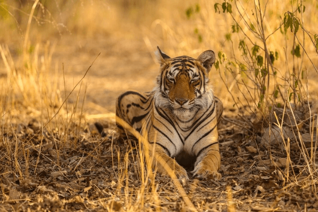 Ranthambore National Park