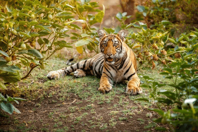 Sariska Tiger Reserve