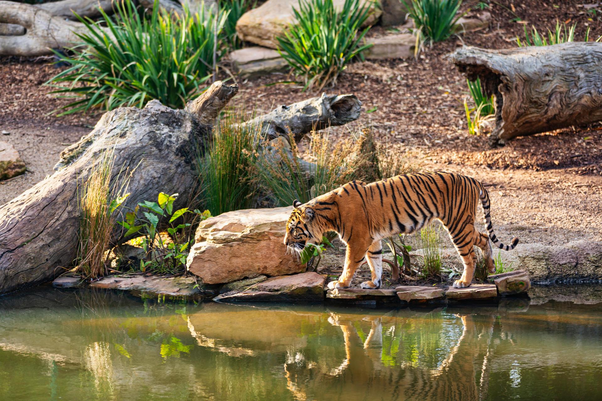 Tiger in Park