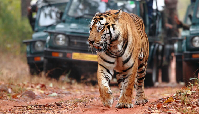 3 Days Jaipur Tour With Jhalana Leopard Safari